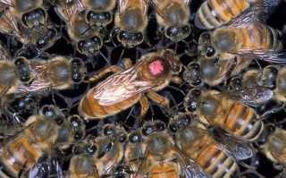 蜜蜂蜂王在表面还是里面（蜜蜂中的蜂王是什么蜂）