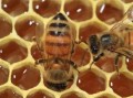 蜜蜂采蜜范围多少公里（蜜蜂采蜜范围多少公里算正常）