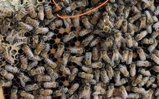 蜜蜂蜂王的体积有多大（蜜蜂蜂王有多大?）