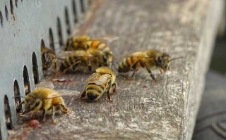 蜜蜂起王台吃蜂蜜吗（蜜蜂起王台是什么样子的图片）