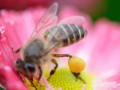 蜜蜂一次可以采多少蜜（蜜蜂一天可以采多少蜜平均多少米）
