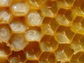 王浆腺在蜜蜂的头部（蜂王浆由蜂群中什么成员提供）