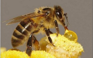 蜜蜂的蜜能直接吃吗（蜂蜜中的蜜蜂可以吃吗）