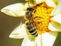 蜜蜂怎么吃花粉（蜜蜂吃花粉有什么作用）