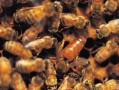 少量蜜蜂和蜂王能发展吗（普通蜜蜂和蜂王有什么区别）