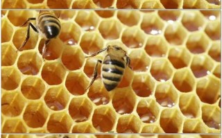 蜜蜂酿蜜持续多长时间（蜜蜂酿蜜是用来干嘛的）