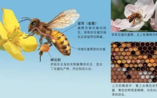 蜜蜂怎么吐蜂蜜的（蜜蜂怎么吐蜂蜜的图片）