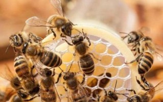 蜜蜂吃白糖（蜜蜂吃白糖后的蜂蜜有害吗）