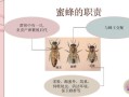 蜜蜂分种类（蜜蜂分为哪些种类）