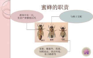 蜜蜂分种类（蜜蜂分为哪些种类）