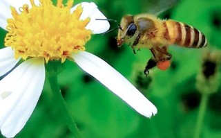 蜜蜂踩蜜过程（蜜蜂采蜜的动作视频）