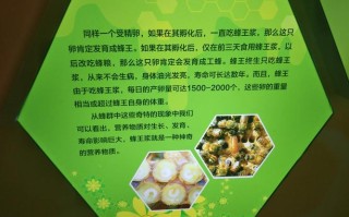 蜜蜂中国历史（蜜蜂历史文化）