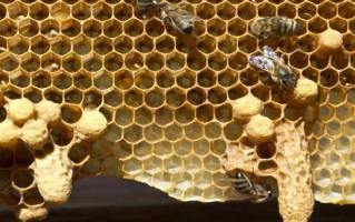 怎样让蜜蜂自己起王台视频（蜜蜂怎么让它自然育王）