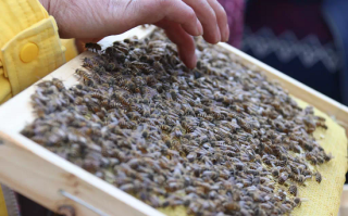 一箱蜜蜂最多的数量（一箱蜜蜂有多少只）