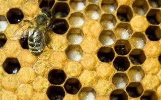 蜜蜂幼虫康（蜜蜂幼虫病的治疗方法）