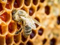 蜜蜂为什么住在蜂窝（蜜蜂为什么住有人的地方）