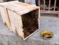 如何收集野生蜜蜂（野生蜜蜂怎么收进箱子）