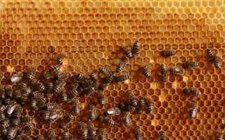 蜜蜂冬天产蜜吗（蜜蜂冬天还在蜂巢里吗）