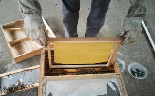蜜蜂新巢础做法（蜜蜂新巢怎么吃）