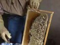 怎么用蜜蜂老脾做蜂蜡（旧蜂脾怎样炼成蜡）