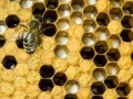 蜜蜂幼虫多少钱（蜜蜂幼虫好吃吗）