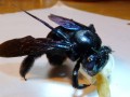 蜜蜂黑蜂怎么处理（蜜蜂黑蜂怎么处理干净）