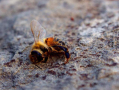 蜜蜂死了也可以传递信息吗（蜜蜂死了也可以传递信息吗）