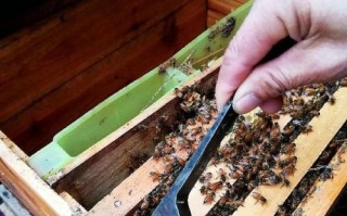 蜜蜂过冬什么时候喂糖（蜜蜂 在冬天 一般几天喂一次糖水）