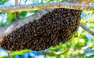 夏天蜜蜂为什么会分蜂（为什么夏天有蜜蜂）