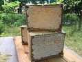 沂源县农业蜜蜂（山东沂农农业开发有限公司的蜂巢蜜）