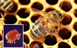 蜜蜂吃了什么会生病（蜜蜂会吃什么害虫）