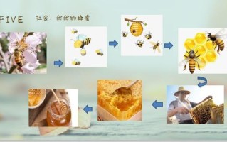 蜜蜂产蜂蜜高意义（蜜蜂产蜂蜜是为了什么）
