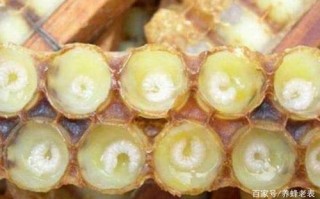 吃蜜蜂幼虫功效（吃蜜蜂幼虫功效与作用）