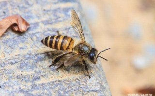 蜜蜂怎么取毒（怎样毒蜜蜂）