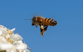 蜜蜂成群飞走能飞多远（蜜蜂成群飞走能飞多远啊）