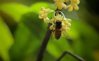 桂花蜜吸引蜜蜂（桂花蜜蜂采蜜吗）
