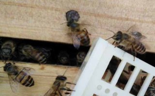 石炭酸对蜜蜂有害吗（石炭酸对蜜蜂有害吗视频）