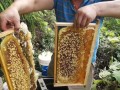 哪有卖土蜜蜂的我想养蜂（哪里有卖土蜂蜜的,大概多少钱）