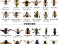 蜜蜂种类图文（各种蜜蜂的种类及图片和名称）