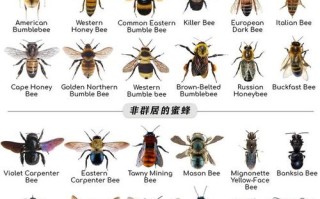 蜜蜂种类图文（各种蜜蜂的种类及图片和名称）