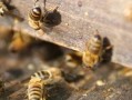 蜜蜂蜜蜂分蜂技术（蜜蜂分蜂有哪些特点）