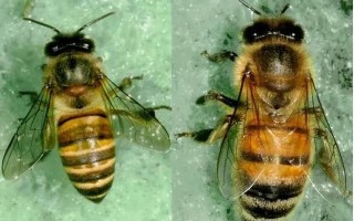 中华蜜蜂欧美病（中华蜜蜂和西方蜜蜂的区别）