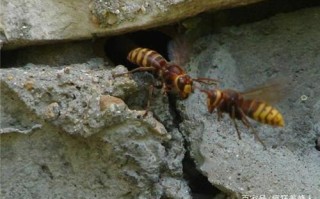 如何捕获树洞的蜜蜂（如何捕捉树洞的蜜蜂）