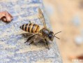 蜜蜂秋天的疾病（秋天的蜜蜂有毒吗）