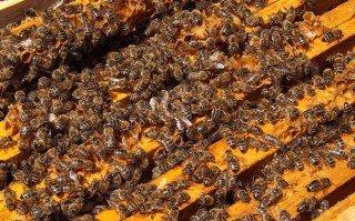 蜜蜂11月可以加脾吗（蜜蜂秋天可以加脾吗）
