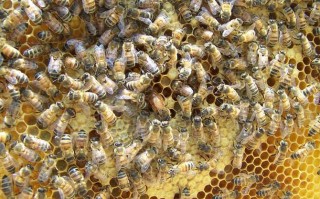 网上购买养殖蜜蜂（网上购买养殖蜜蜂犯法吗）