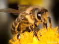 蜜蜂一般什么月份产蜜（蜜蜂是几月份出来）