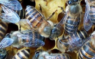 怎样给蜜蜂喂冬食（冬季饲喂蜜蜂表爹有高招,既节省白糖,蜜蜂还爱吃）
