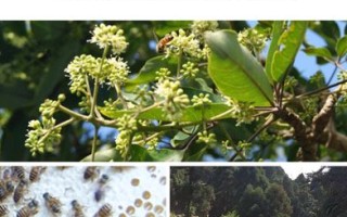 鸭脚木冬蜜蜂窝（鸭脚木蜂蜜和普通蜂蜜有区别吗）