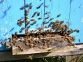 蜜蜂泌蜡筑巢过程（蜜蜂用蜂蜡筑造蜂房属于什么行为）